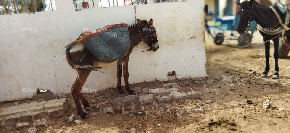 Beautiful donkey against wall