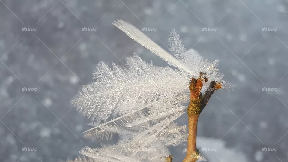 Ice