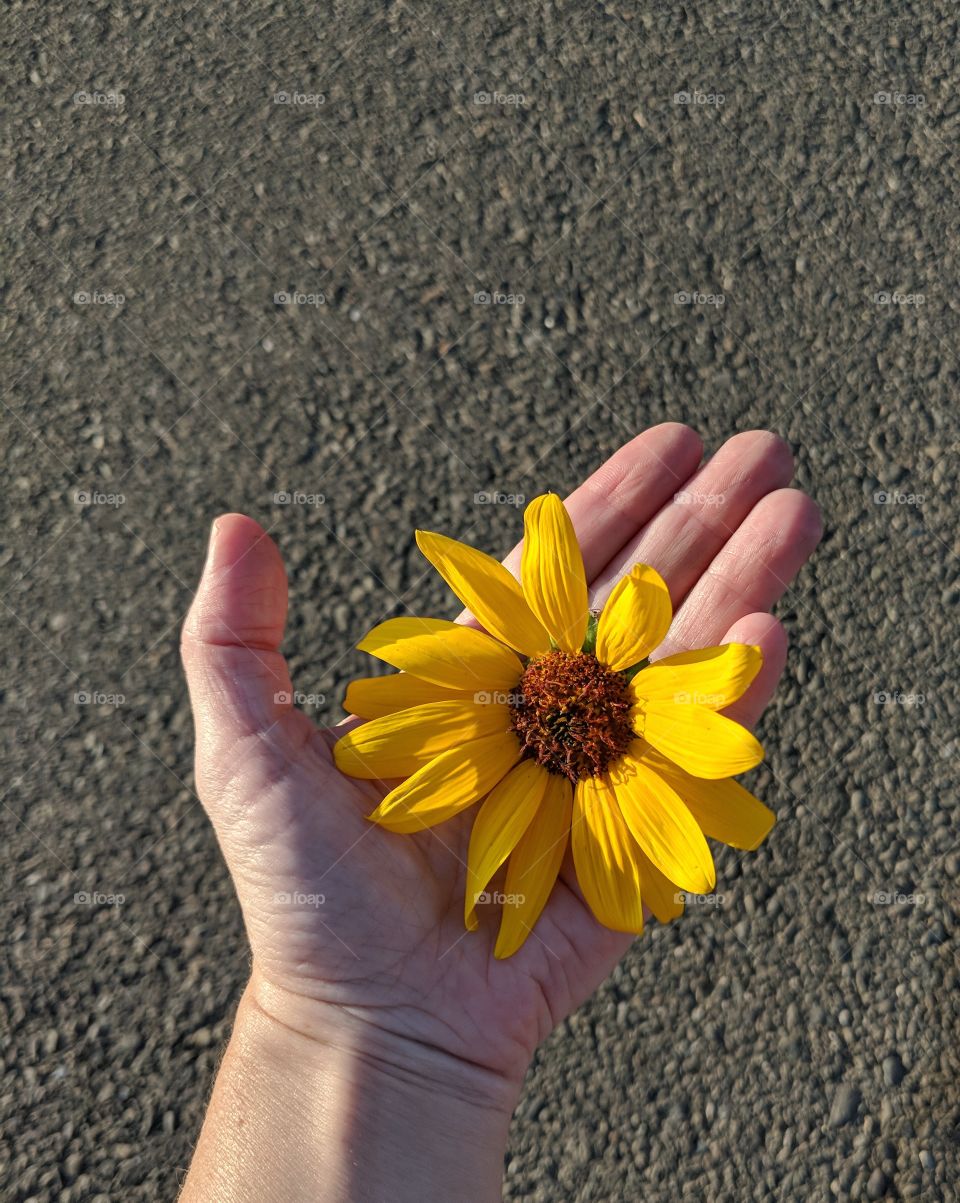 Yellow Daisy in the Palm of my Hand