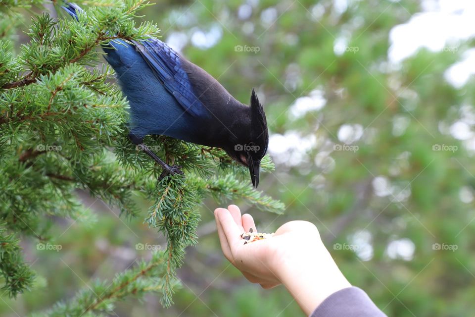 Blue jay feeding from human hand 