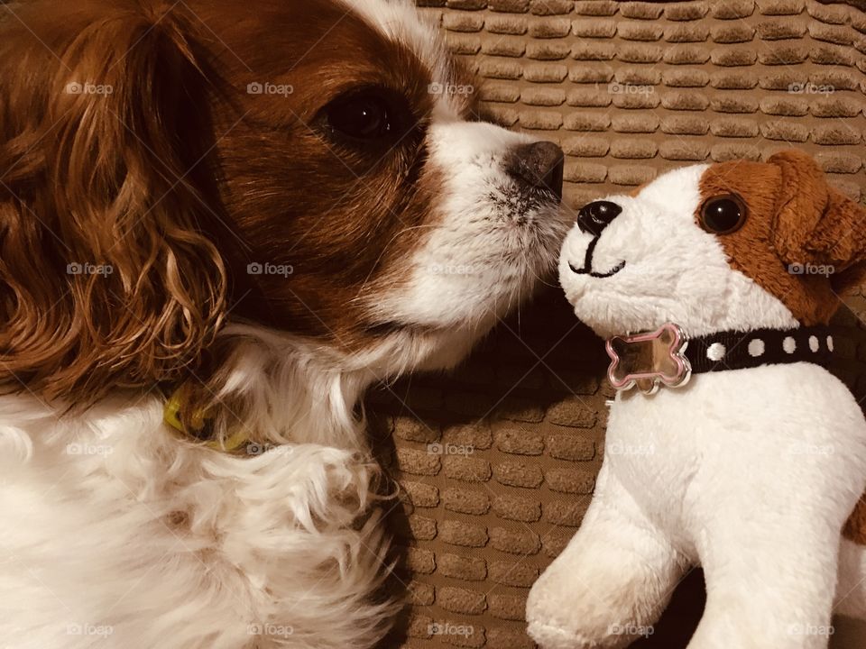 A lovely photo of our beautiful dog cuddling up to and giving a kiss to his ‘matching markings’ cute toy. 