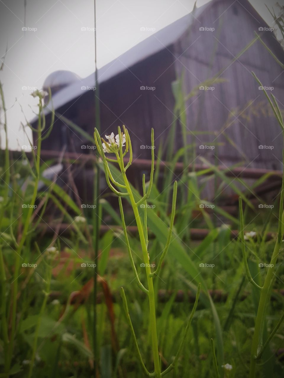 barn through the weeds