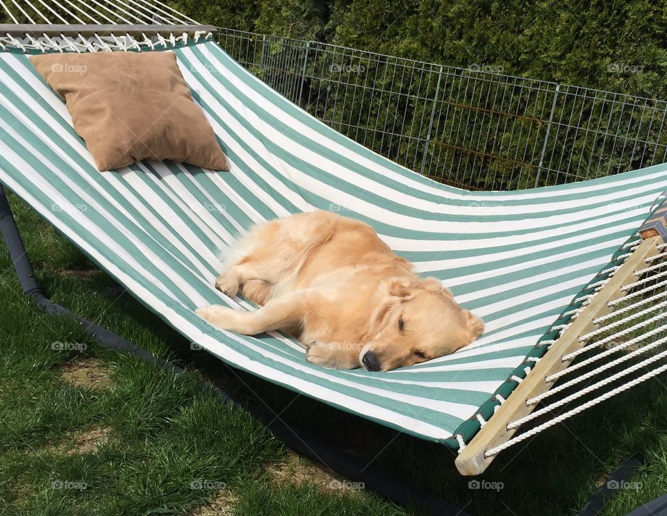 Emmy . Snoozing on the hammock 