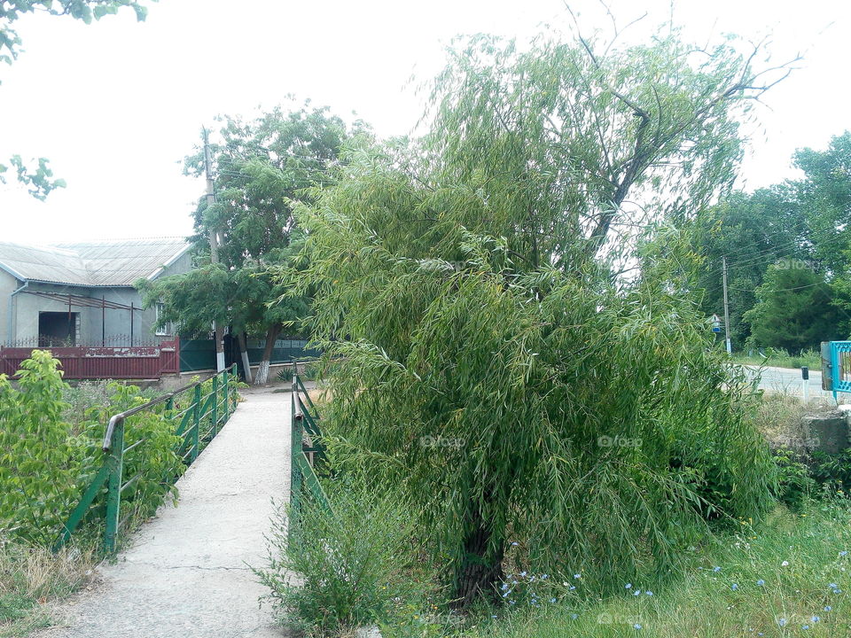 Tree, Landscape, Wood, Nature, No Person