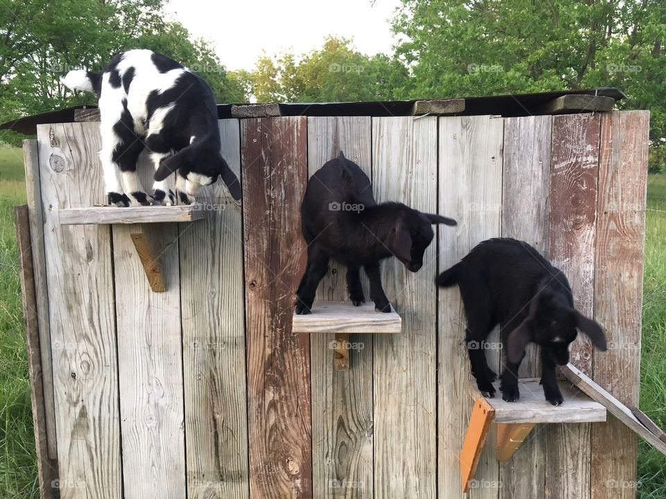 Baby goat kids playing on the steps outside in the barnyard.