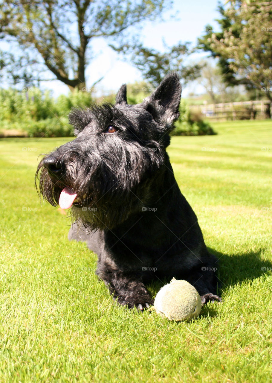angus scottish terrier by mark.doherty.359