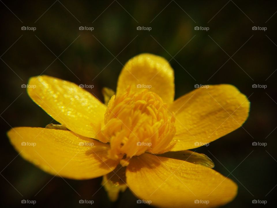 Flower yellow