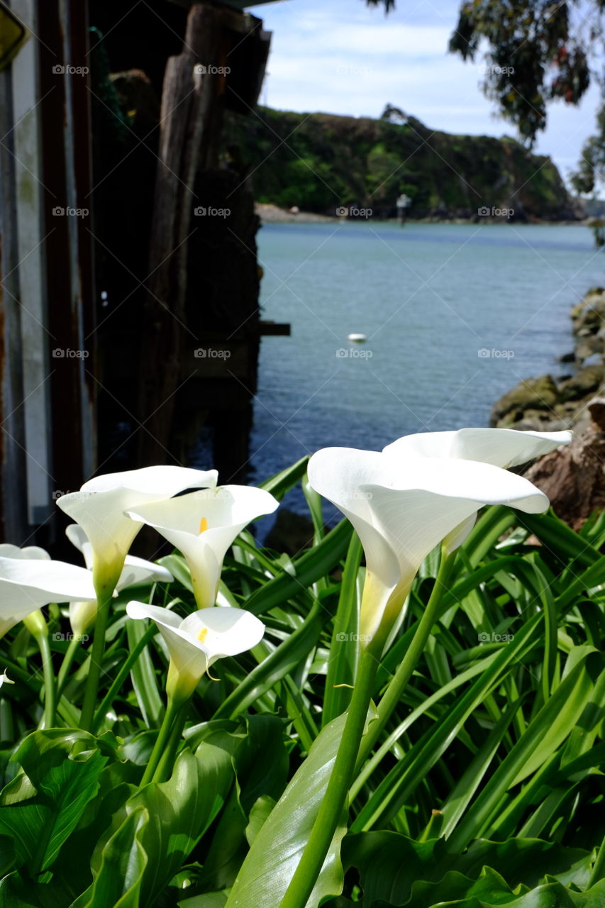 Calla Lily growing near coast