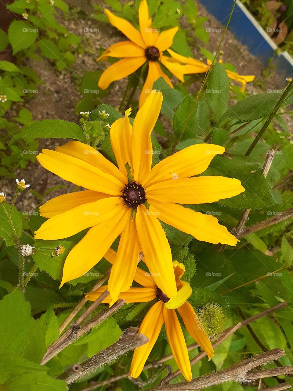 portrait  of a plant