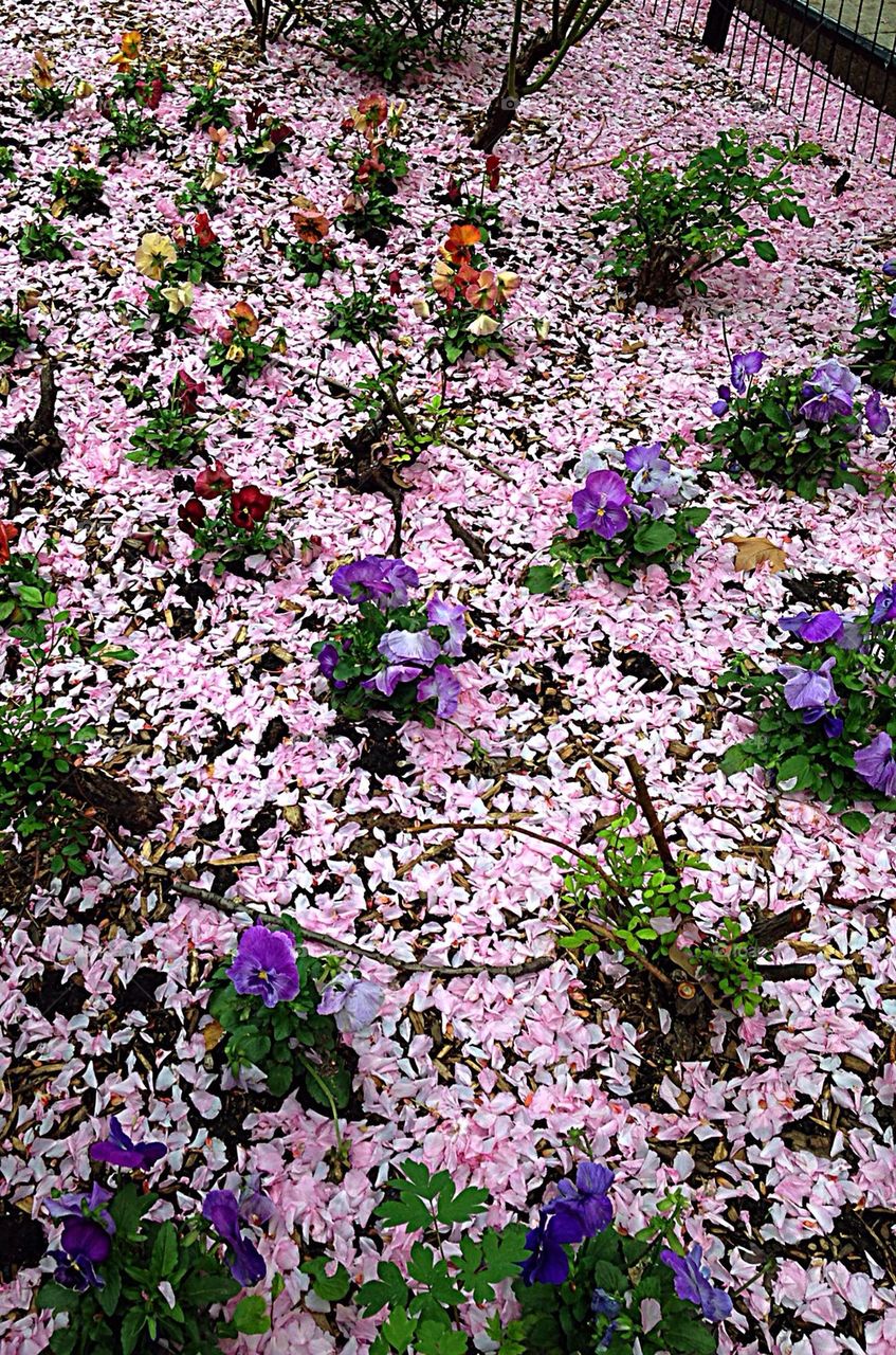 Cherry Blossom Snow