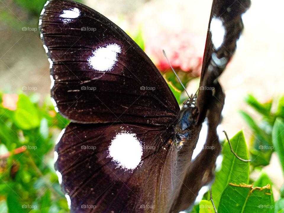 The fly with old color!