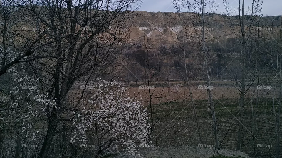 my village