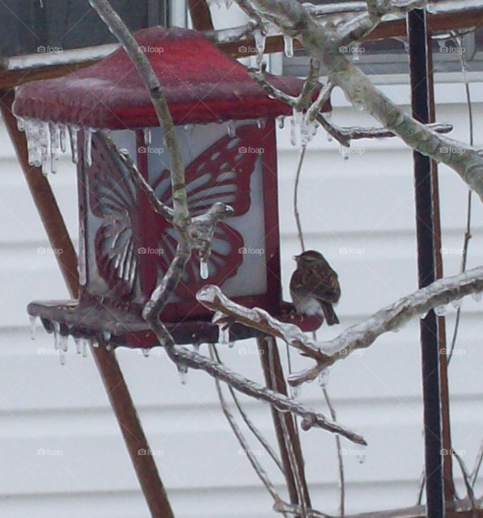 snow bird. feeder outside the window