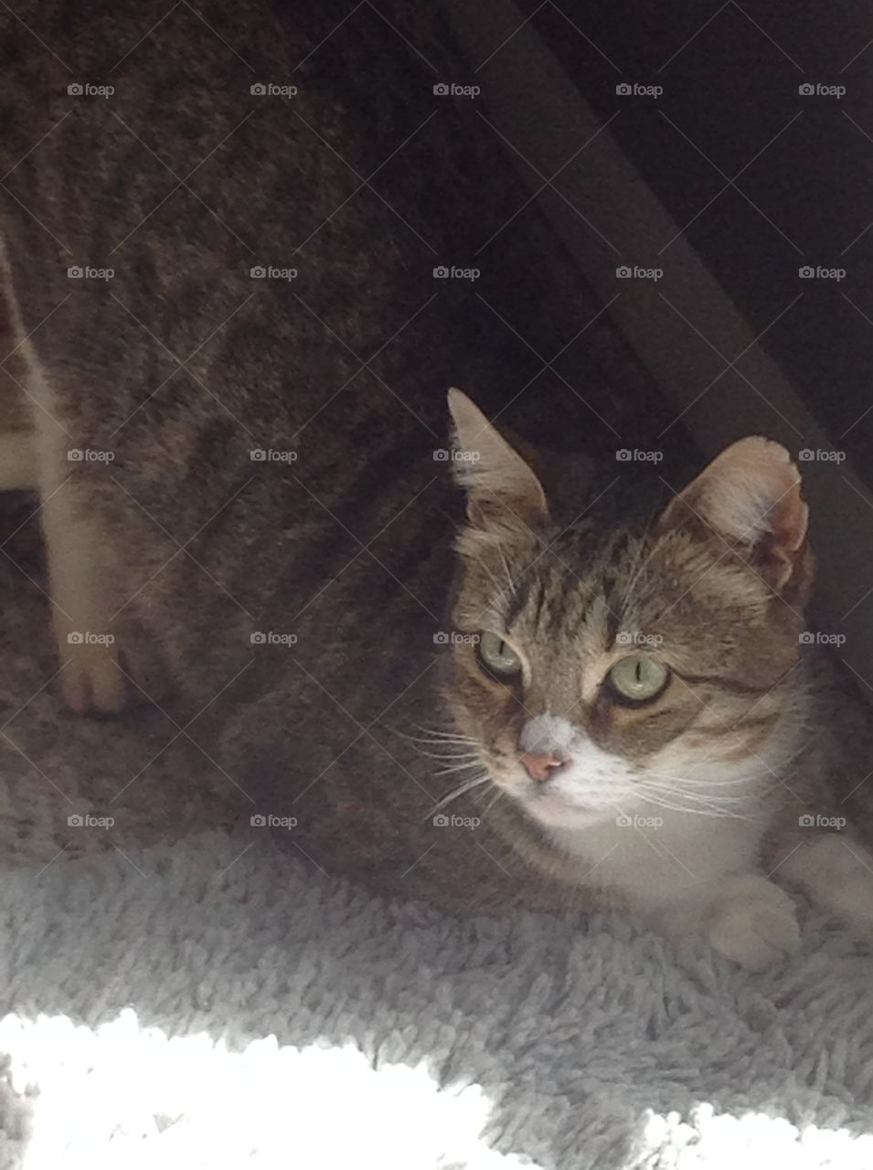 Close up photo of my pretty tabby fluffy pet cat.