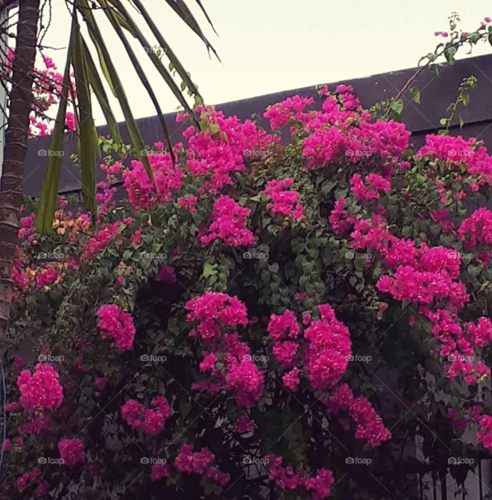 Bougainvilla flowers