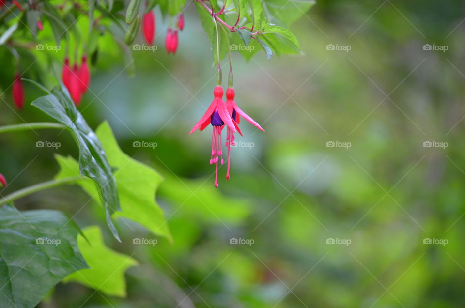 Fuchsia Freesia