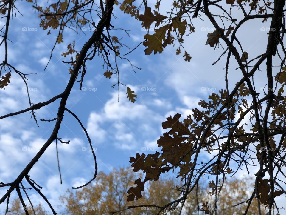 Sky through the trees