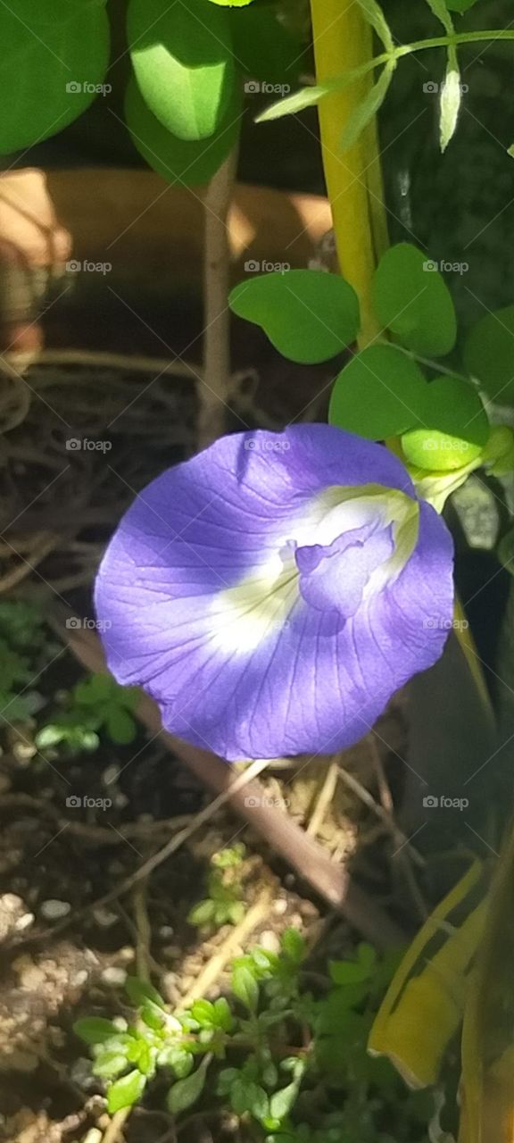 a violet flower
