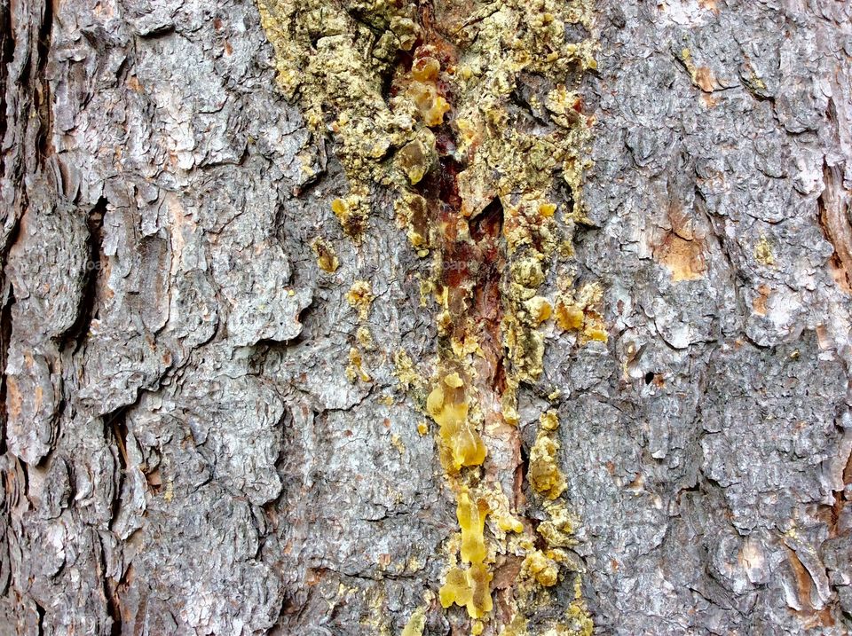 Tree bark