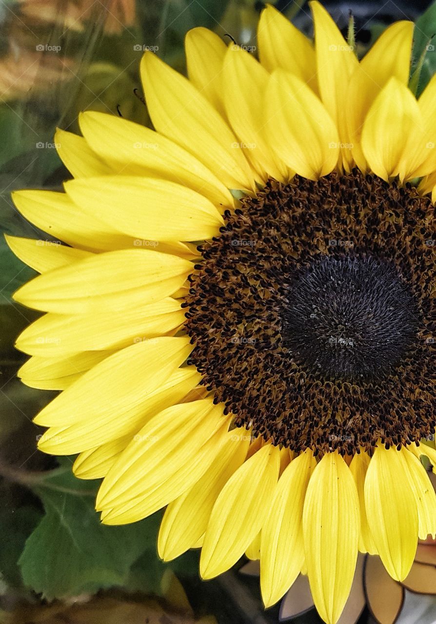 Closeup sunflower
