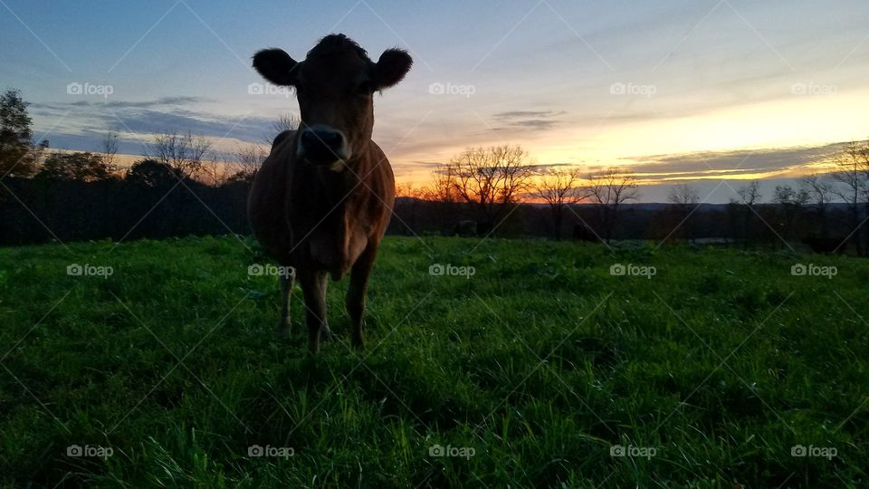 sun sets on happy dairy cows in fresh grass
