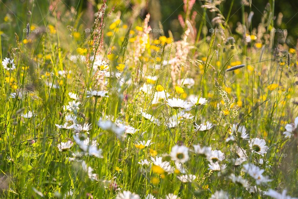 Svensk sommaräng. Summer meadow