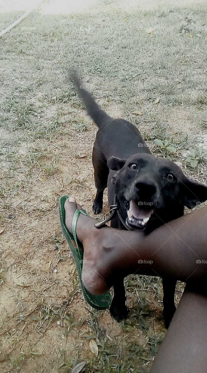 well I know we all love our dog and we cannot wait to get home to see our dogs to make shore that or safe.