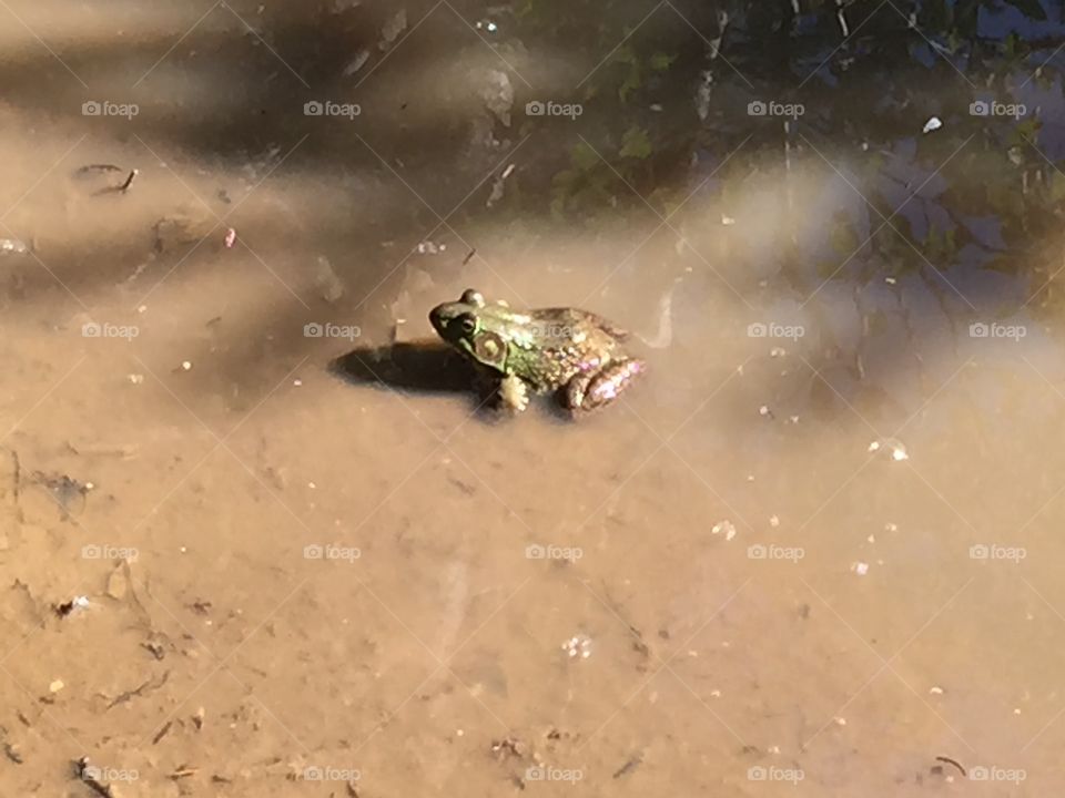 Frog in a puddle 