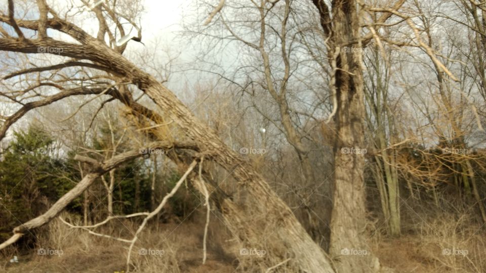 Tree, Nature, Wood, Landscape, No Person