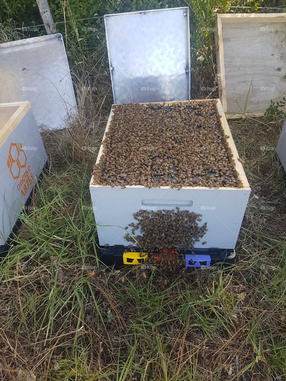 Bee Hive with lid off