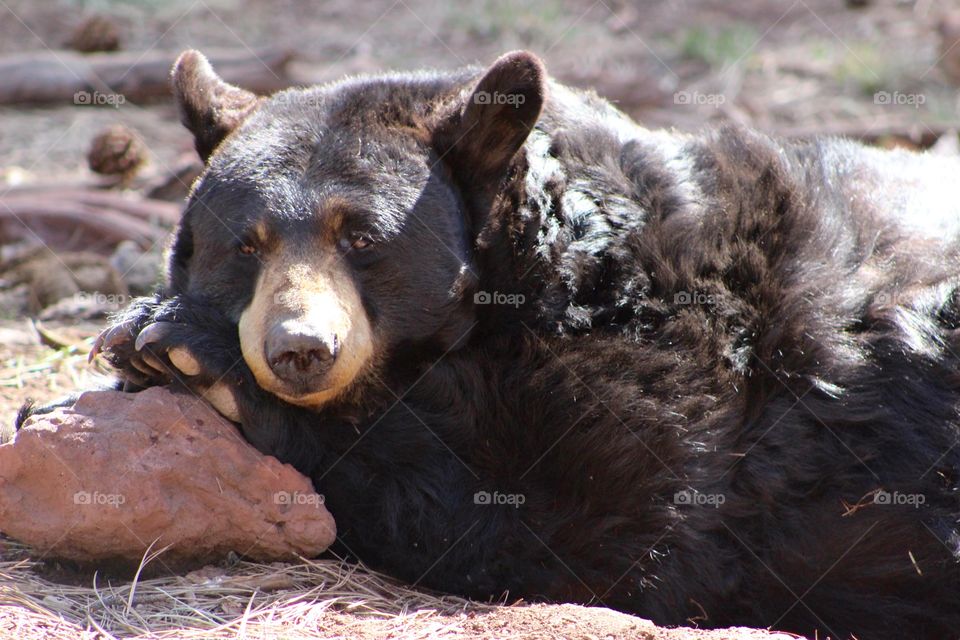 Sleepy Black Bear