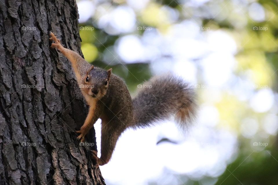 Squirrel climbing on tree