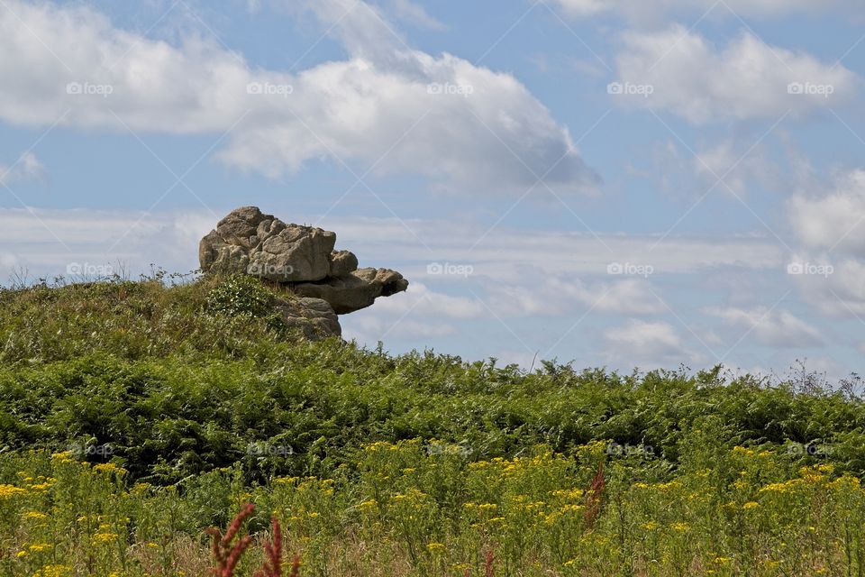 landscape with trees and rocks