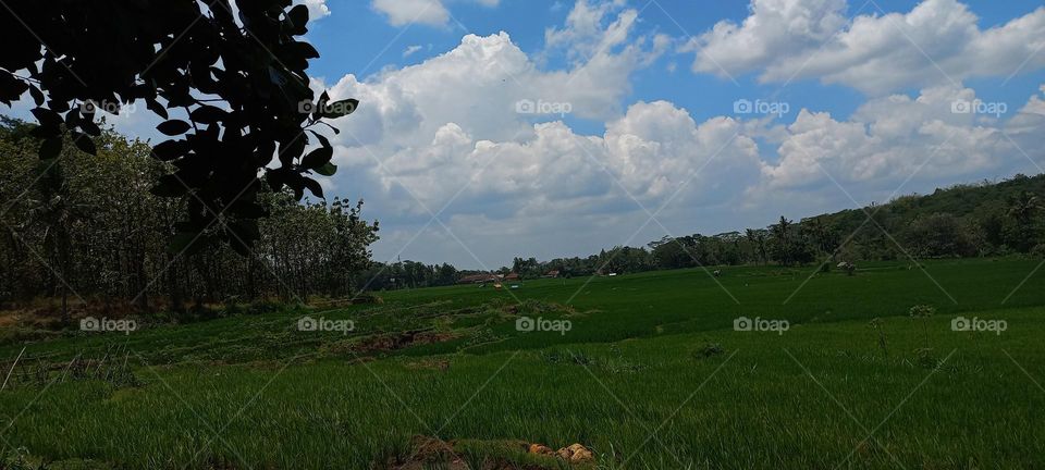 View of rice fields and surrounding hills at noon