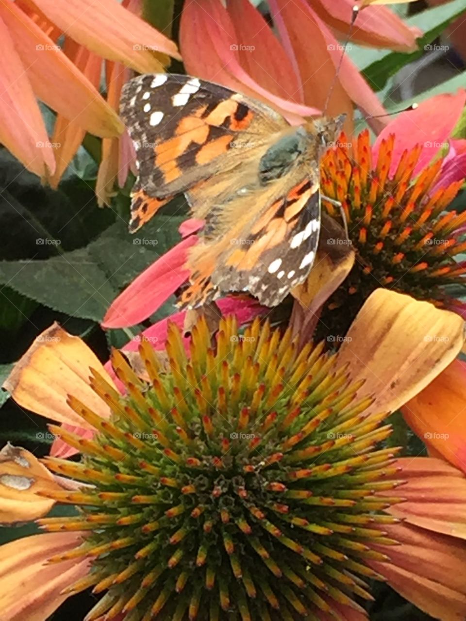 Butterfly blending in