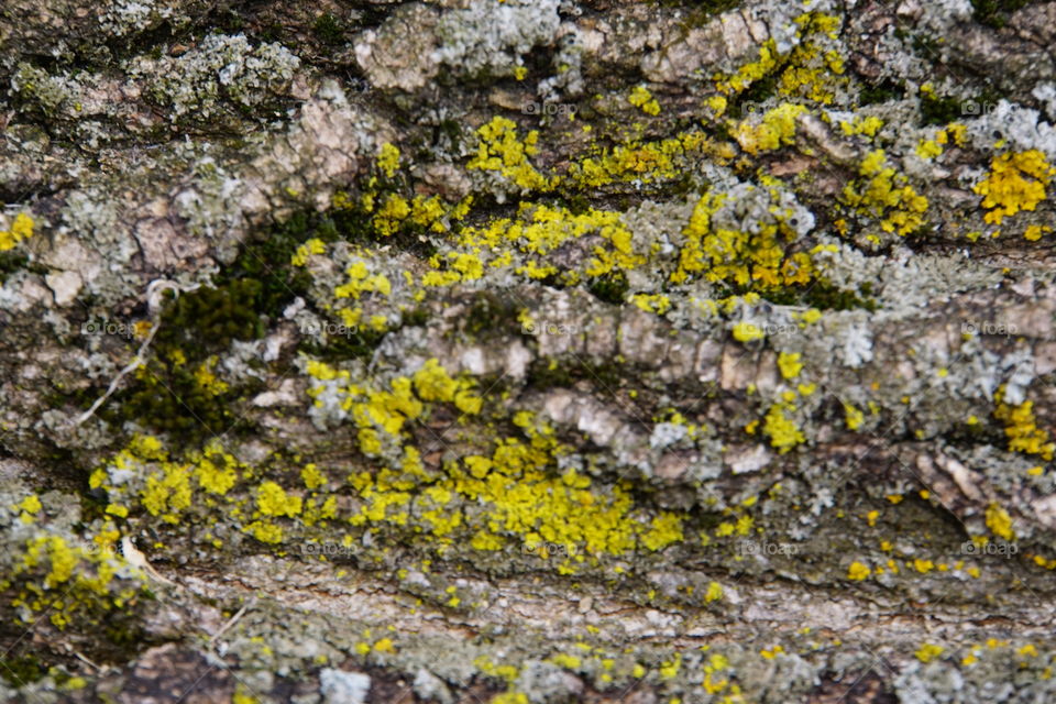 Macro photography of Moss on tree bark 