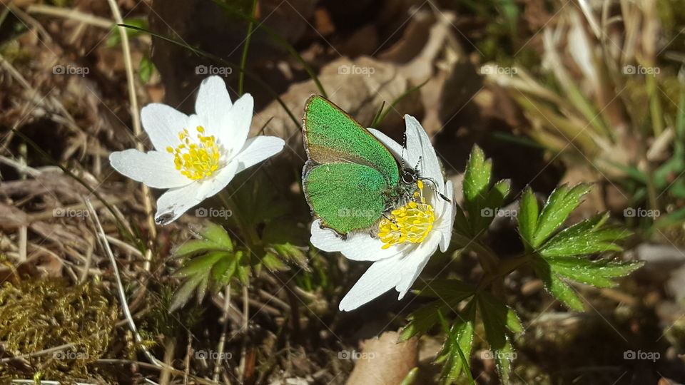 Green butterfly