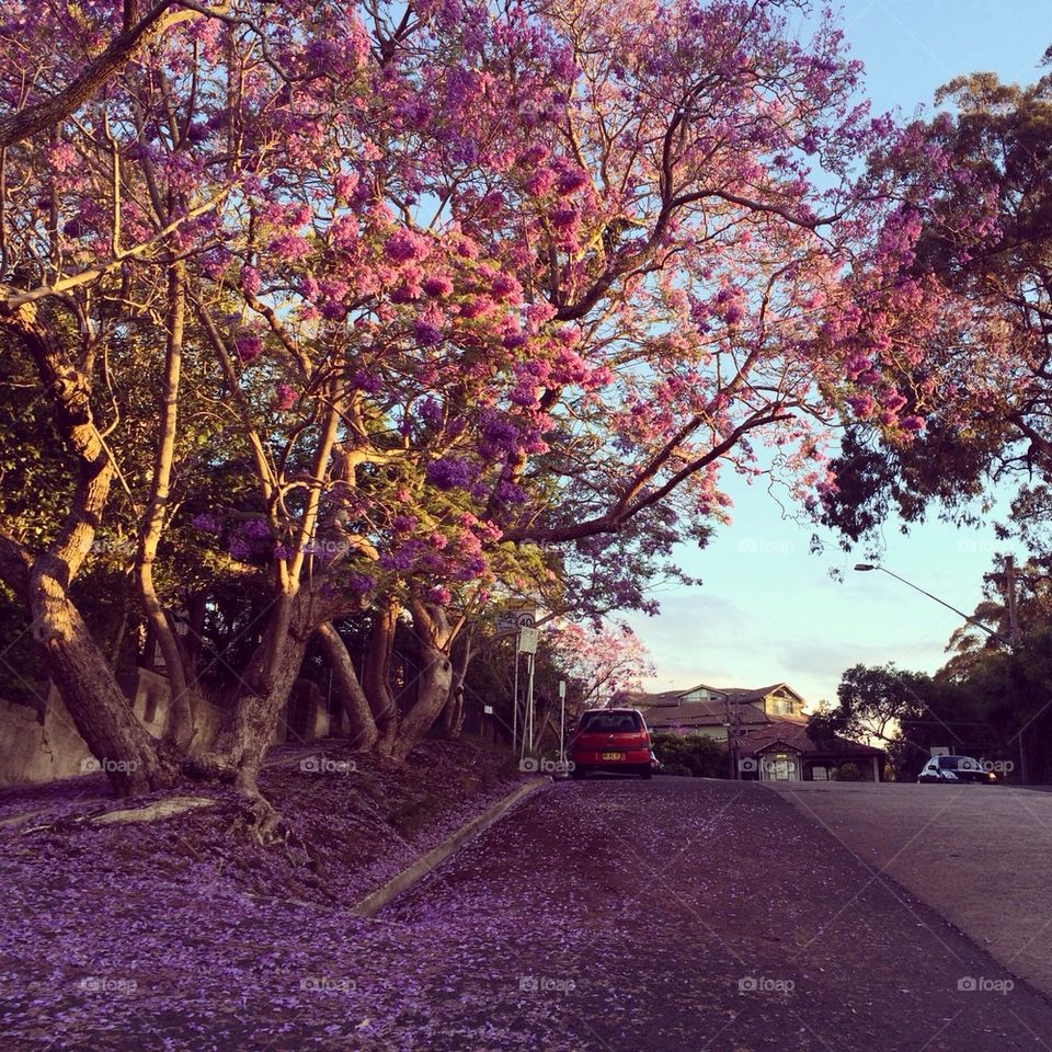 Jacaranda fall ~