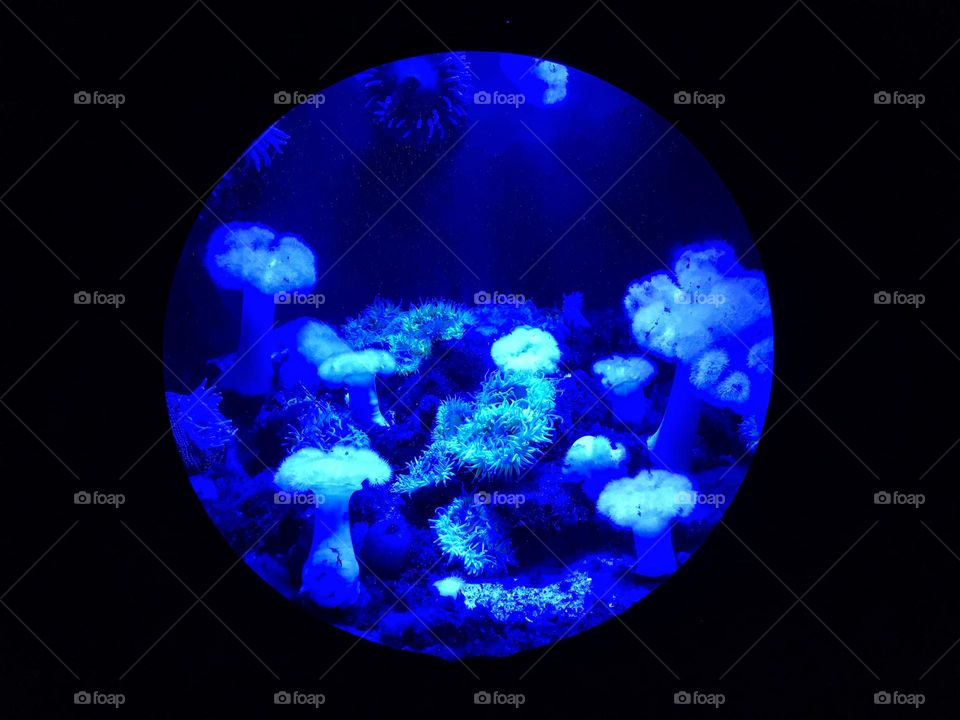  View to the blue lighted marine life anemone and corals through the round aquarium glass