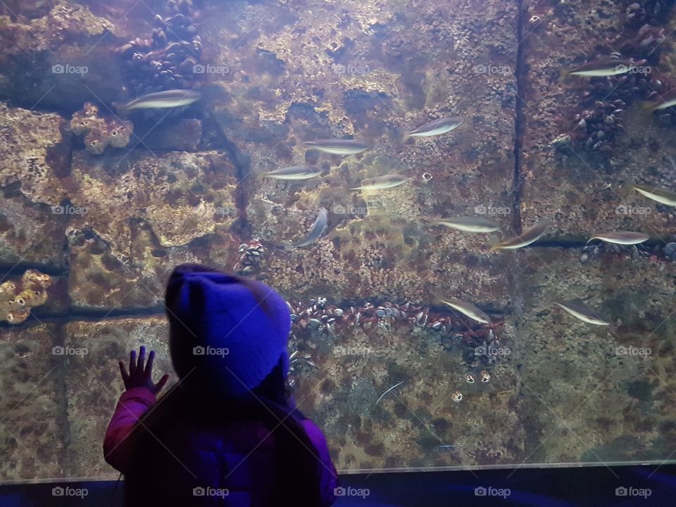 Little girl watching fishes swimming in aquarium