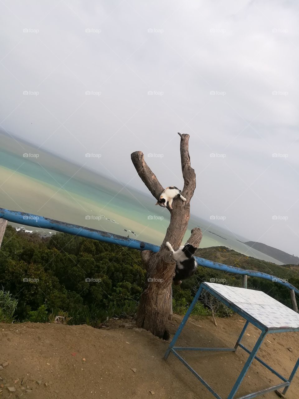 cats playing together in the beautiful nature