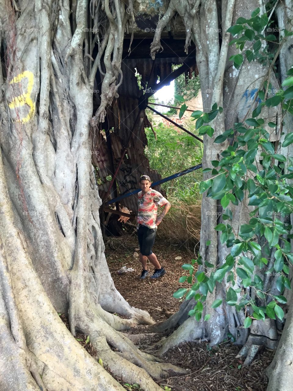 Tree, Root, Nature, Wood, Leaf