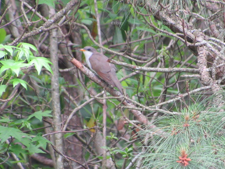 Yellow billed cuckoo