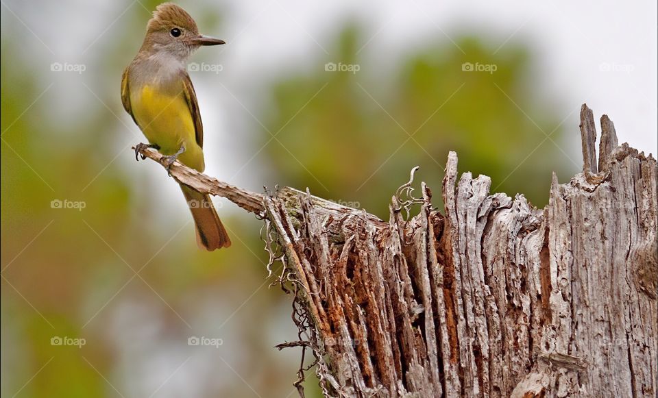 Glorious nature-The Great Crested Flycatcher a beautiful bird.