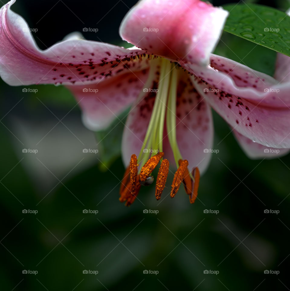 Close-up of a flower pollen