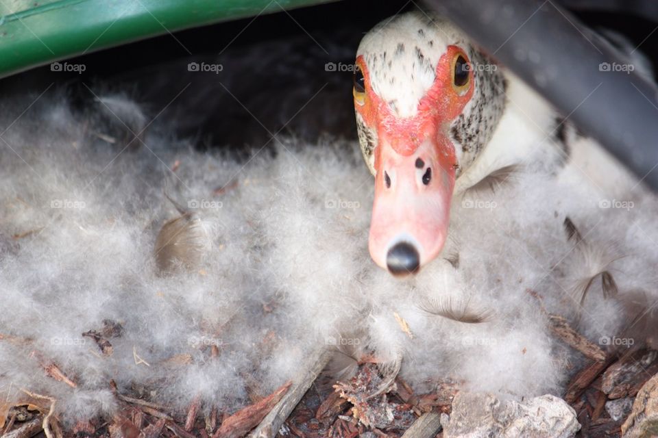 Muscovy mother duck