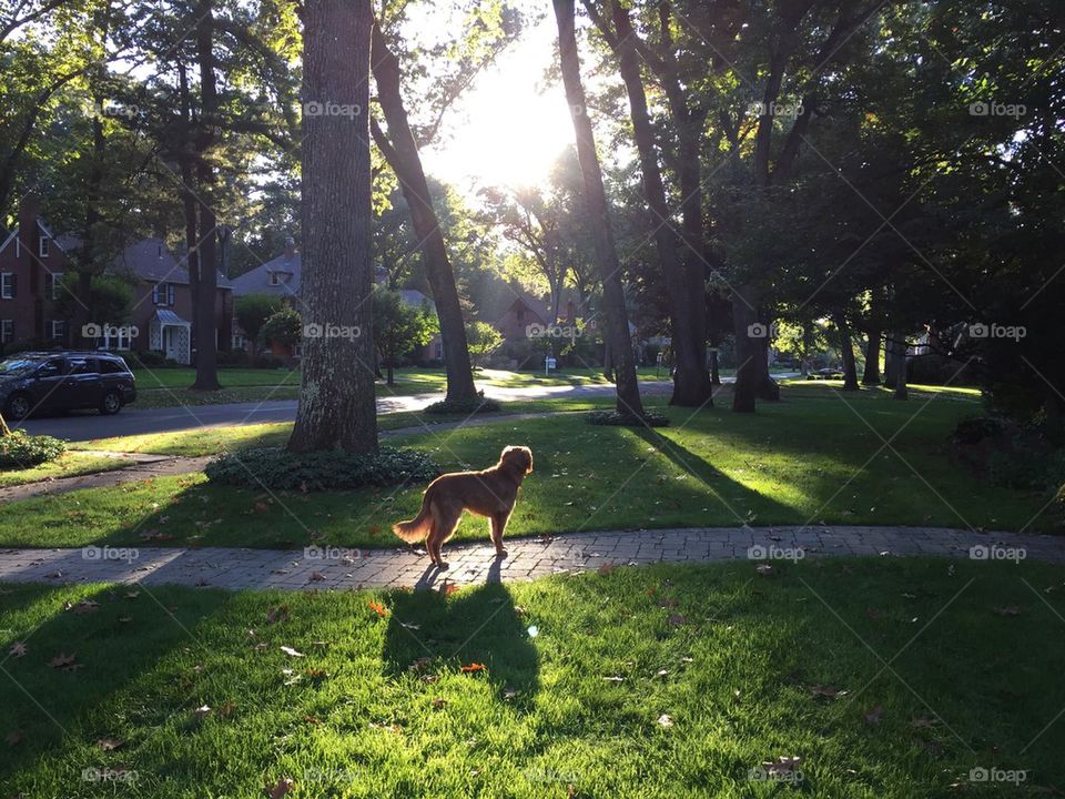 Dog in Sunshine with Trees