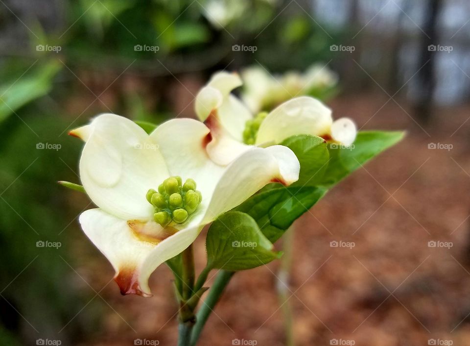 dogwood in bloom with waterdrops