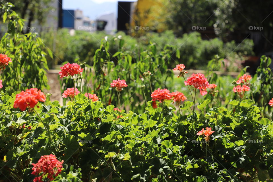 In the garden