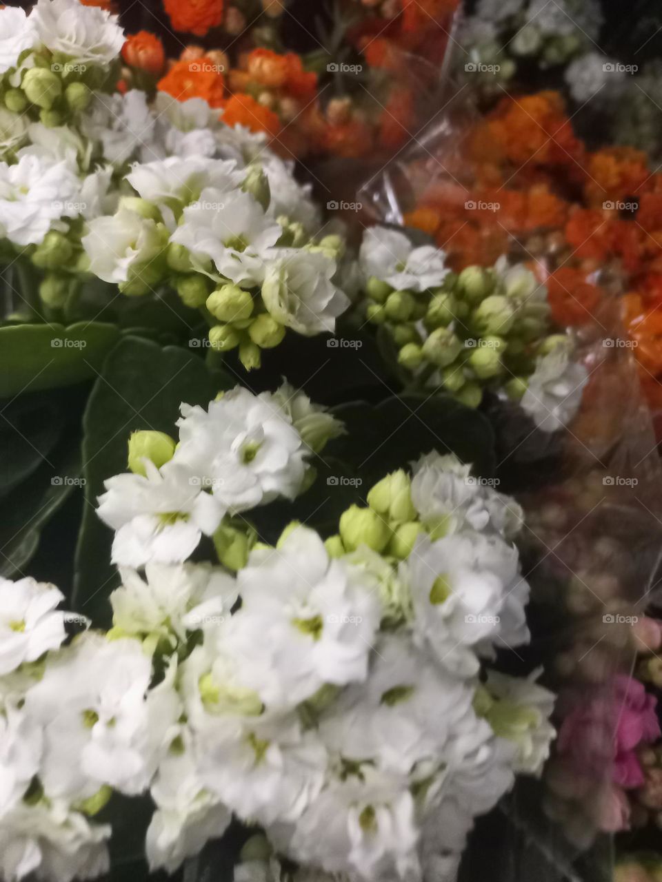 Kalanchoe dobrada branco, é uma planta suculenta, originária de Madagascar, também  é conhecida como "gordinha"  em virtude de suas folhas carnudas. A Kalanchoe blossfeldiana é uma das melhores espécies, para quem deseja  ter a casa florida